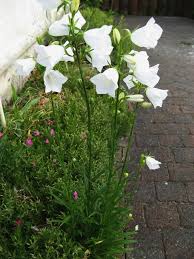 Attēlu rezultāti vaicājumam “Campanula persicifolia bud”