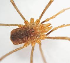 Attēlu rezultāti vaicājumam “Phalangium opilio”