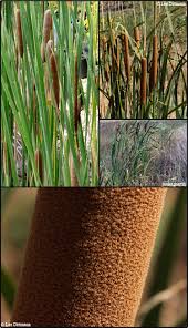 Attēlu rezultāti vaicājumam “Typhaceae”