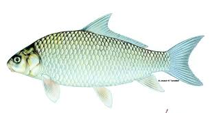 Image result for Carpiodes carpio