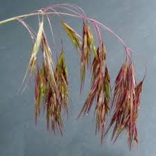 Attēlu rezultāti vaicājumam “Anisantha tectorum”