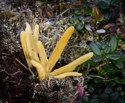 Attēlu rezultāti vaicājumam “Clavaria argillacea”