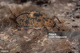 Attēlu rezultāti vaicājumam “Pissodes piniphilus”