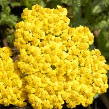 Image result for Achillea millefolium