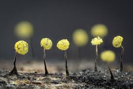 Attēlu rezultāti vaicājumam “Physarum viride var. incanum”