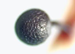 Attēlu rezultāti vaicājumam “Lamproderma gulielmae”