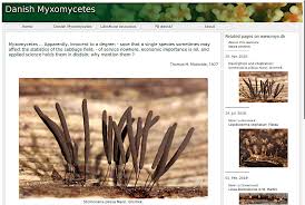 Attēlu rezultāti vaicājumam “Arcyria incarnata spores”