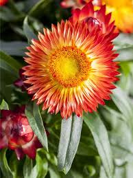 Image result for Strohblume