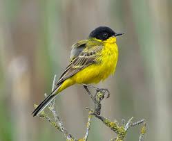 Attēlu rezultāti vaicājumam “Motacilla flava flava adult”