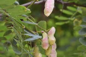 Attēlu rezultāti vaicājumam “Robinia pseudoacacia fruit”