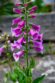 Image result for Fingerhut rot