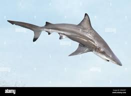 Image result for Carcharhinus brevipinna