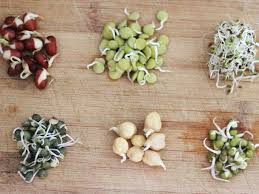 Image result for bean sprout