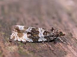 Attēlu rezultāti vaicājumam “Orthotaenia undulana”