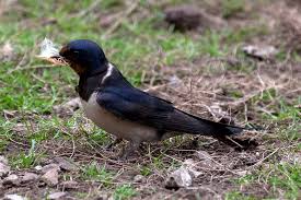 Attēlu rezultāti vaicājumam “Hirundo rustica nest”