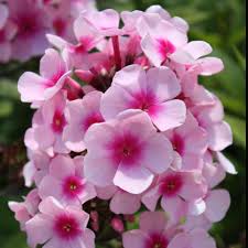 Image result for Phlox paniculata `Bright Eyes`