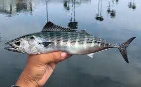 Image result for Sarda sarda