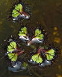 Attēlu rezultāti vaicājumam “Ricciocarpos natans”