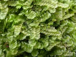 Attēlu rezultāti vaicājumam “Calypogeia neesiana”