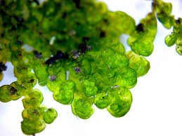 Attēlu rezultāti vaicājumam “Frullania dilatata”