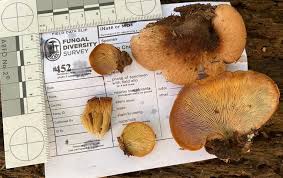 Attēlu rezultāti vaicājumam “Lentinellus ursinus”