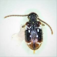 Attēlu rezultāti vaicājumam “Ptinus sp. male”