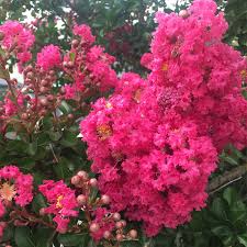 Image result for Lagerstroemia