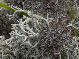 Attēlu rezultāti vaicājumam “Cladonia ciliata”