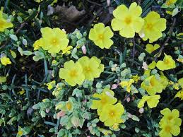 Attēlu rezultāti vaicājumam “Helianthemum nummularium fruit”