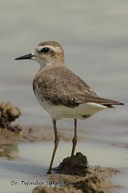 Image result for Charadrius asiaticus