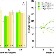 Attēlu rezultāti vaicājumam “Tragopogon heterospermus bud”
