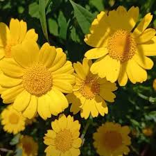 Image result for Chrysanthemum segetum