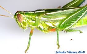 Attēlu rezultāti vaicājumam “Acrididae”