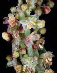 Attēlu rezultāti vaicājumam “Rumex acetosa flower”