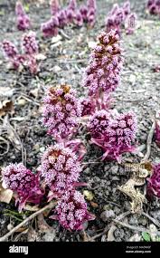 Attēlu rezultāti vaicājumam “Petasites hybridus flower”