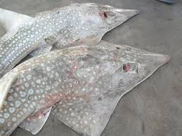 Image result for Rhynchobatus djiddensis