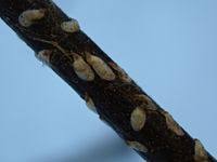 Attēlu rezultāti vaicājumam “Chionaspis salicis”