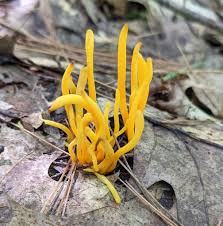 Attēlu rezultāti vaicājumam “Tubifera montana young”