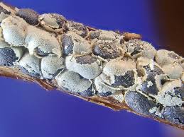 Attēlu rezultāti vaicājumam “Diderma chondrioderma sessile”