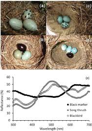Attēlu rezultāti vaicājumam “Turdus merula eggs”