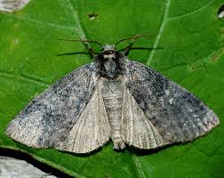 Attēlu rezultāti vaicājumam “Tethea or”