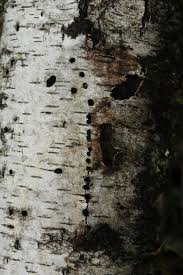 Attēlu rezultāti vaicājumam “Scolytus ratzeburgi”