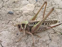 Attēlu rezultāti vaicājumam “Decticus verrucivorus”