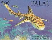 Image result for Stegostoma tigrinum