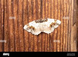 Attēlu rezultāti vaicājumam “Ligdia adustata”