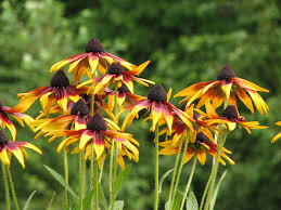 Attēlu rezultāti vaicājumam “Oenothera rubricauli leaf”