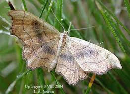 Attēlu rezultāti vaicājumam “Idaea emarginata”