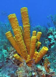 Attēlu rezultāti vaicājumam “Tubifera applanata sessile”