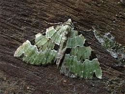 Attēlu rezultāti vaicājumam “Colostygia pectinataria male”