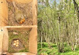 Attēlu rezultāti vaicājumam “Erithacus rubecula nest”